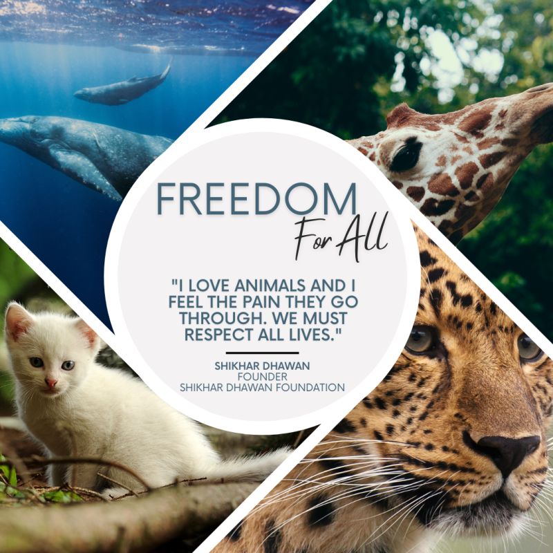 SDF Join India Animal Fund Freedom For All campaign to help animals. -  Shikhar Dhawan Foundation